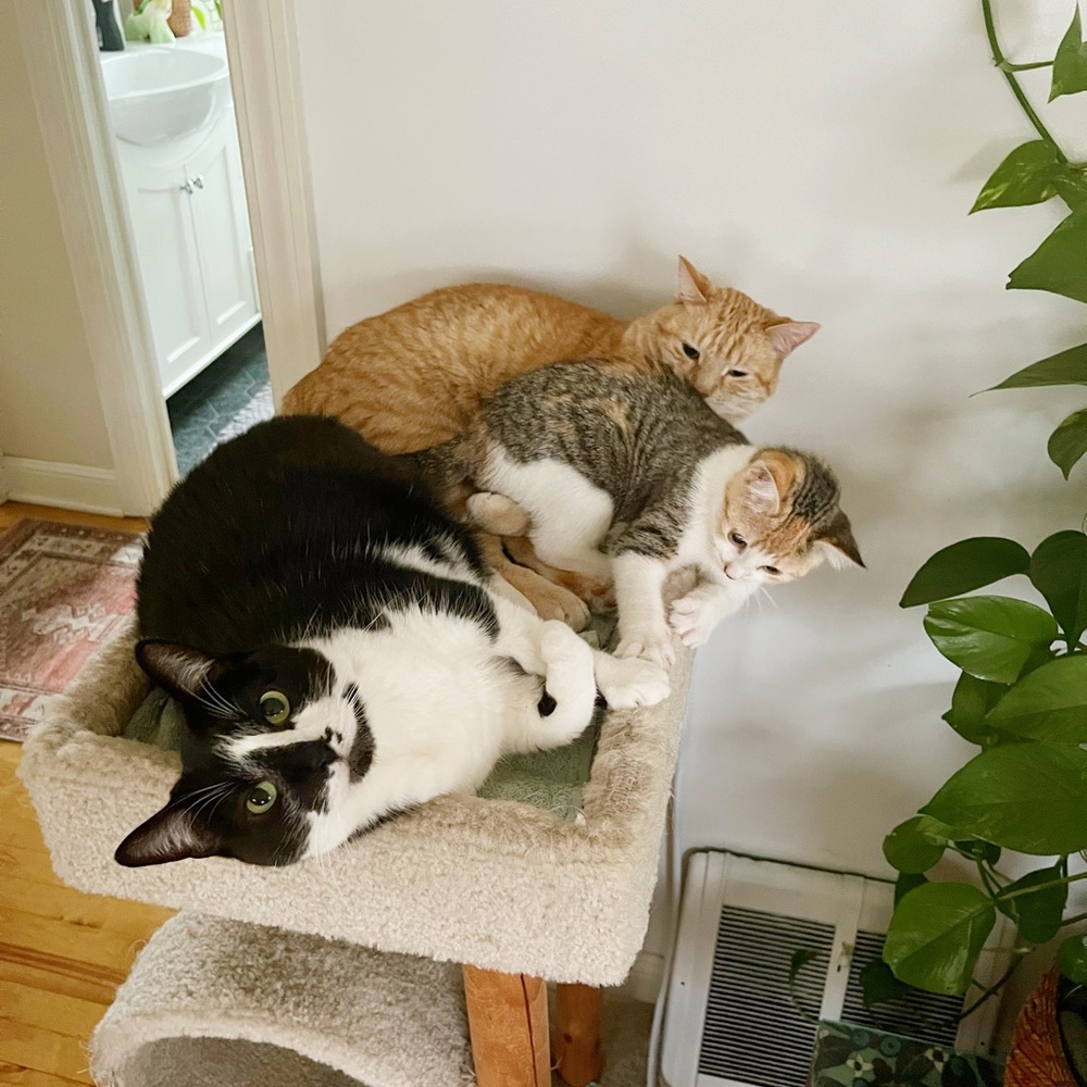 Cats!